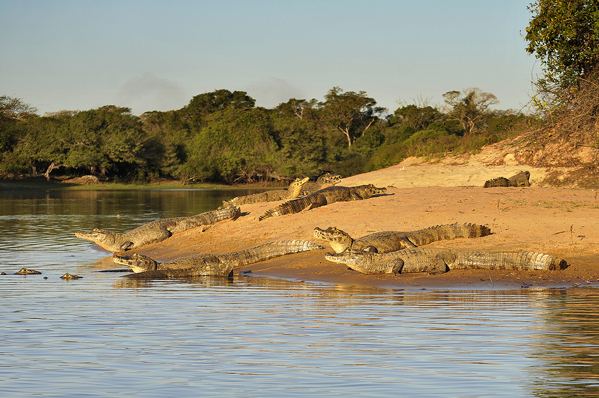 <p>Yacare caimans (<em>Caiman crocodilus yacare</em>) on the banks of Rio Negro. Fazenda Barranco Alto, Pantanal, Brazil.</p>