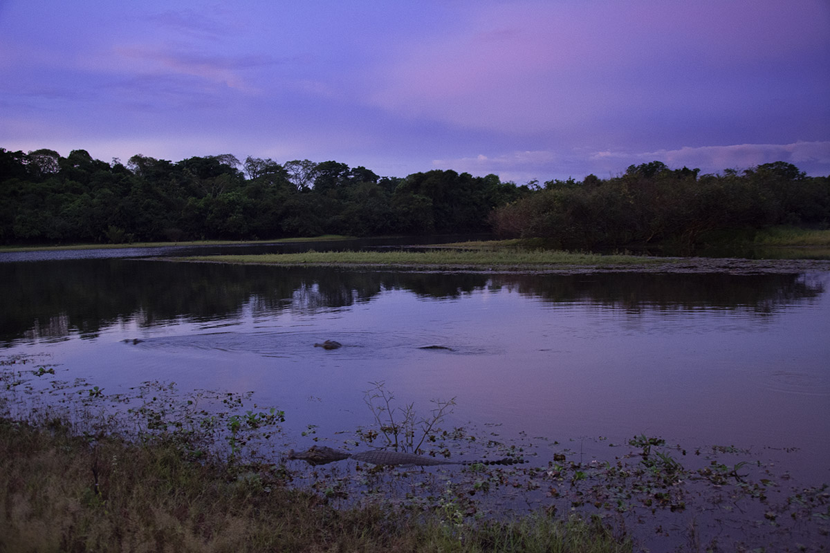 <p>Fazenda Barranco Alto, Pantanal, Brazílie.</p>