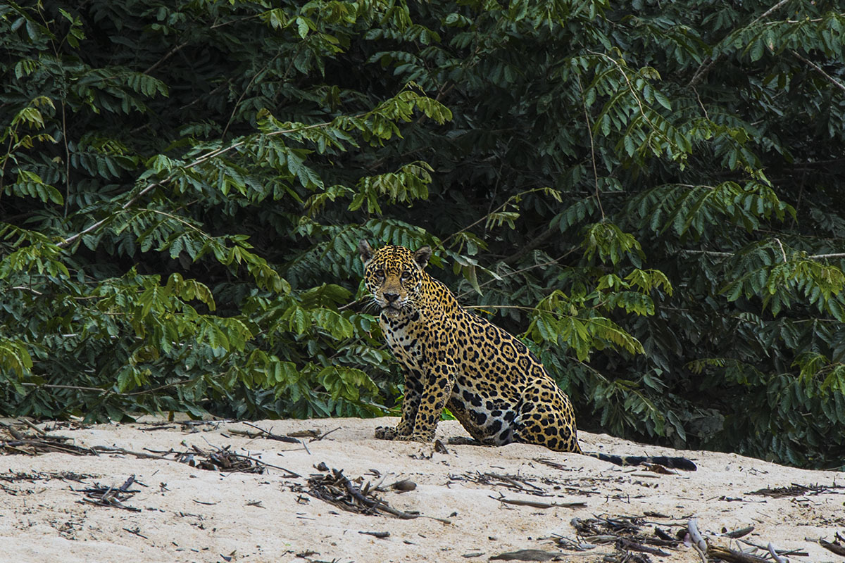 <p>Morning on river Yuri (jaguar). Sierra Maigualida, Venezuela.</p>