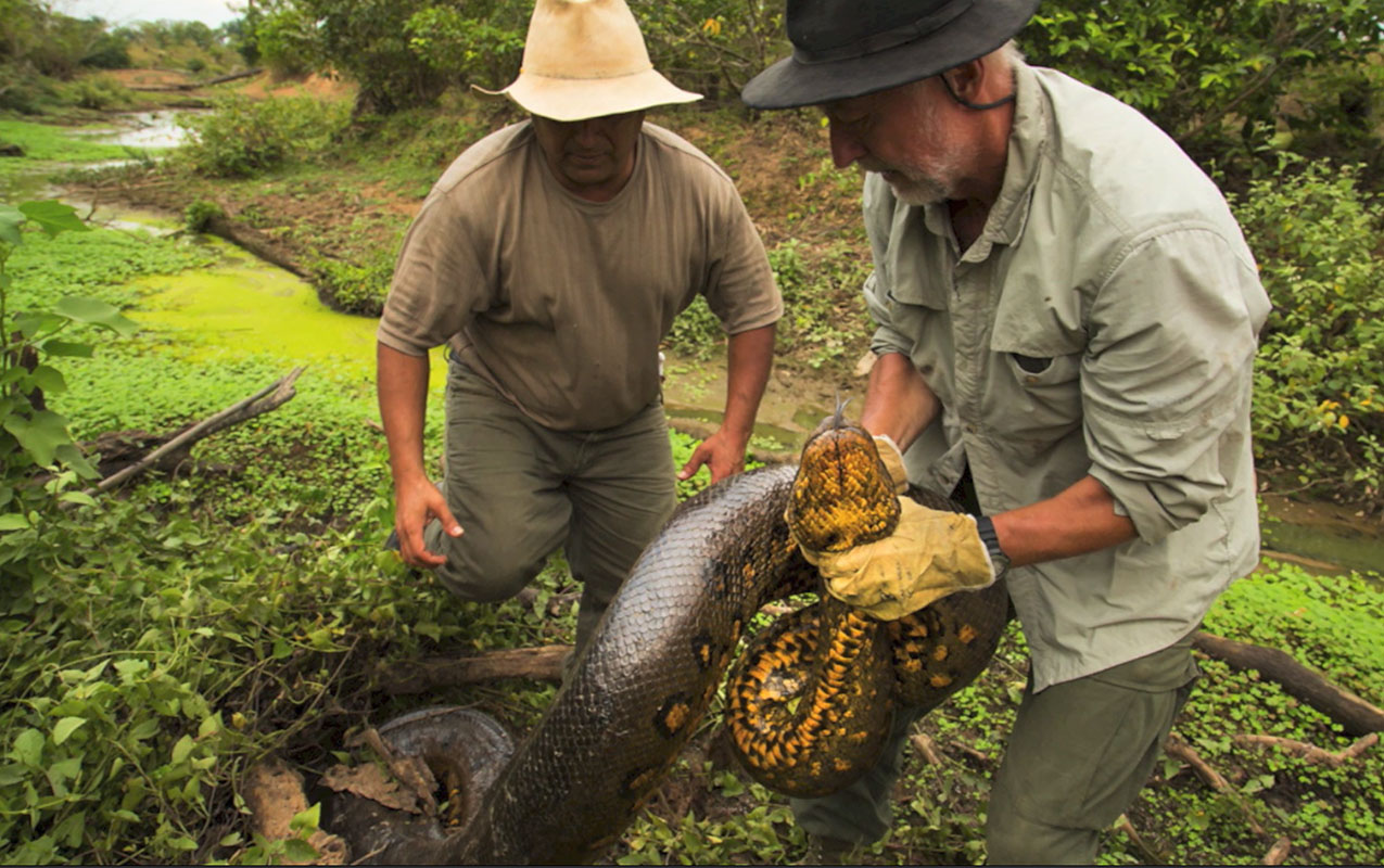 <p>Together with Nelson we are trying to catch and measure an anaconda. Its length was more than 5 m (photo Stefan Kardoš).</p>