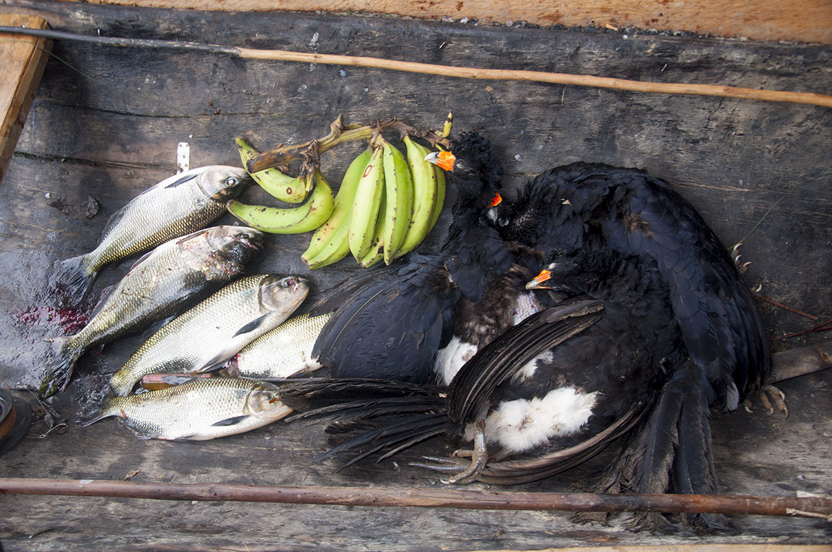 <p>The most common camp food is fish and curassow. We bring platanos, rice, and spaghetti along with us.</p>