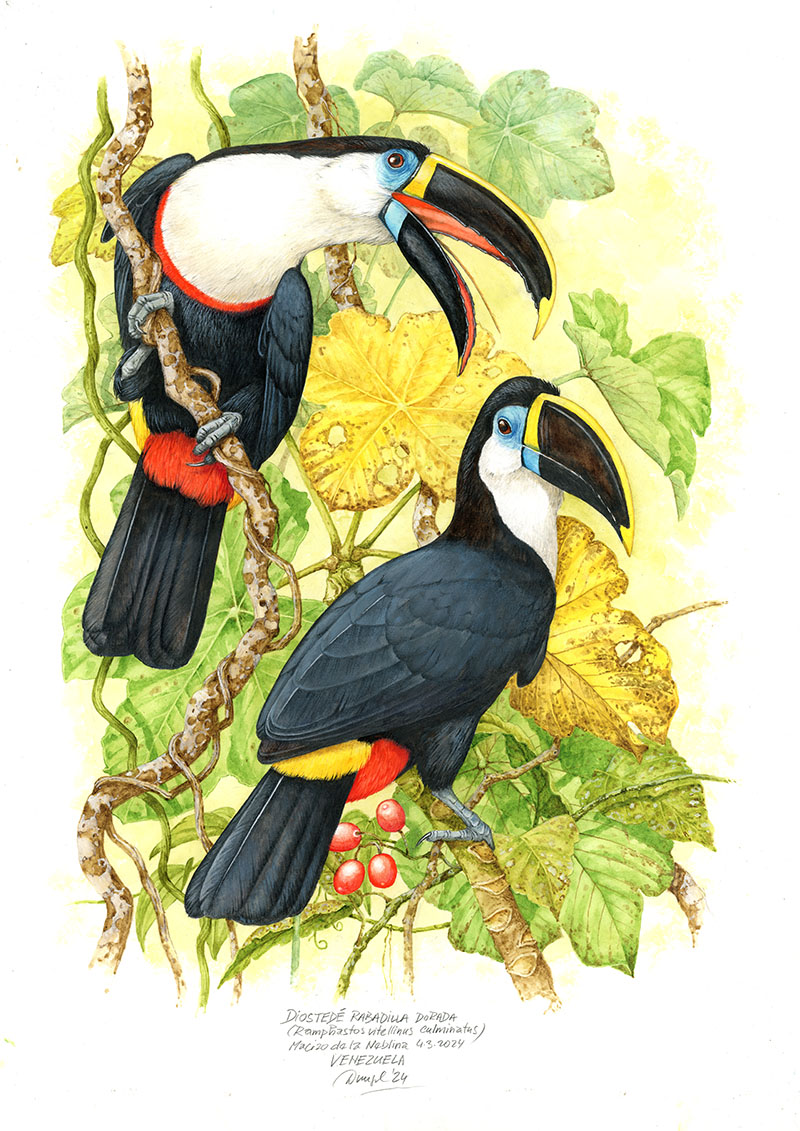 Tukan bělol&iacute;c&iacute; (Ramphastos vitellinus culminatus) Macizo de la Neblina (Amazonie), Venezuela 2024 (60x42 cm)
