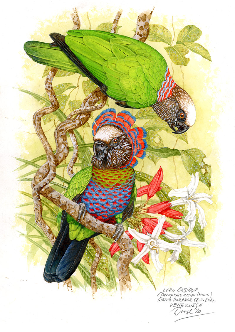 Amazoňan věj&iacute;řov&yacute;&nbsp;(Deroptyus accipitrinus), Sierra Imataca, Venezuela 2020