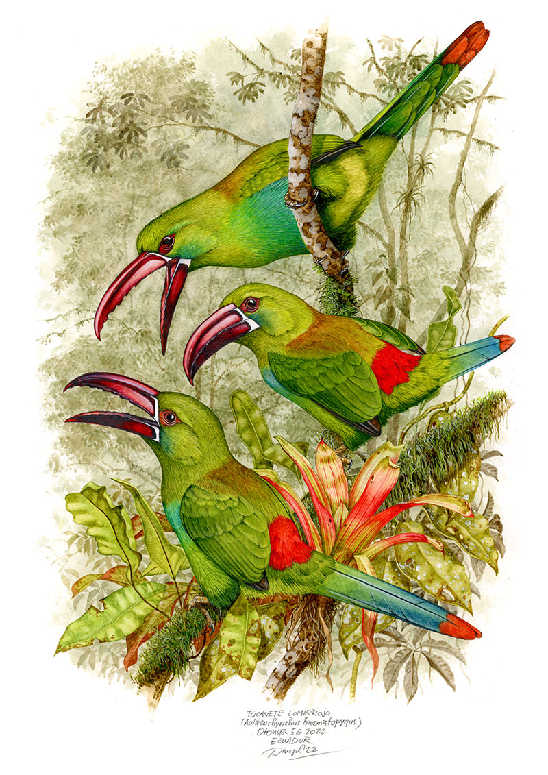 Crimson-rumped toucanet (Aulacorhynchus haematopygus), Otonga (Andes), Ecuador 2022 (60x 42 cm).