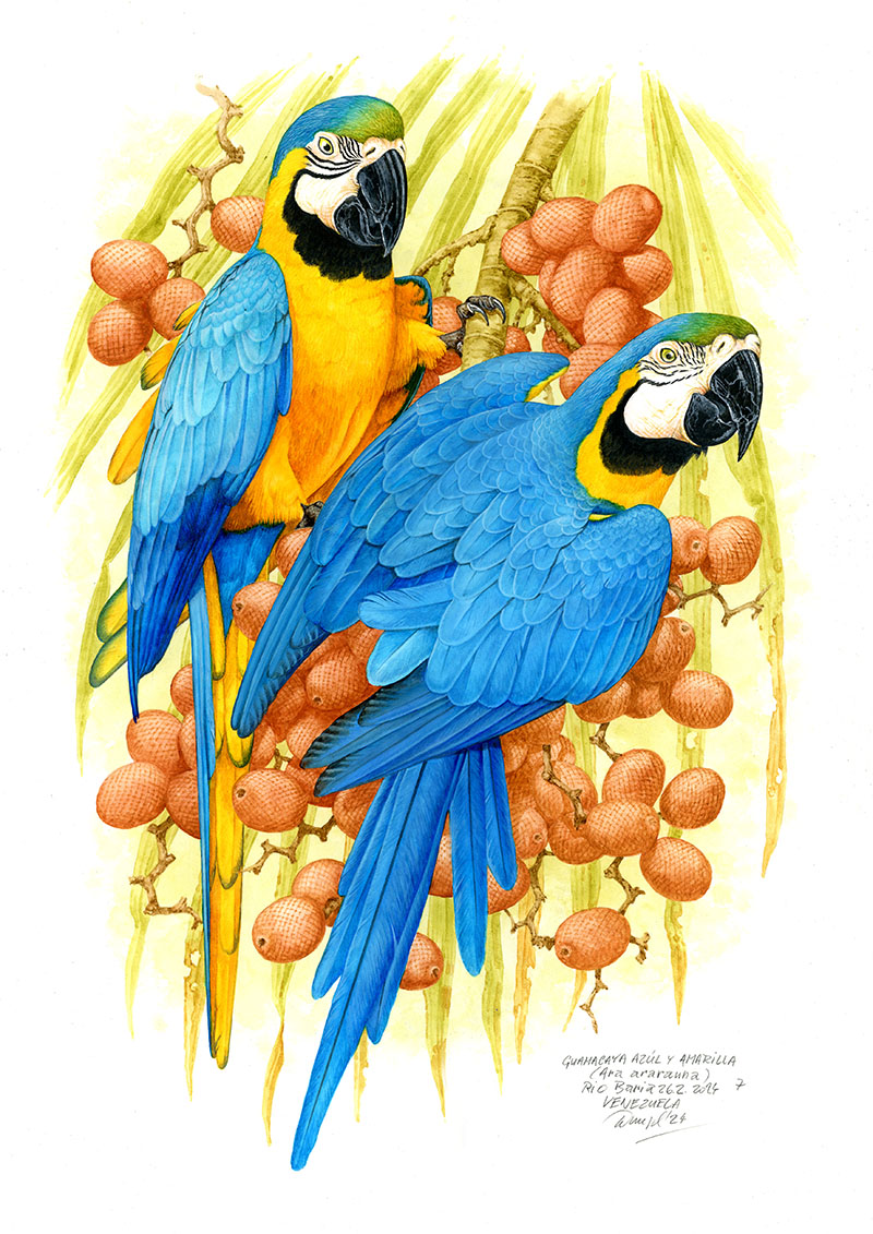 Ara ararauna (Ara ararauna), Rio Baria, Venezuela 2024 (60 x42 cm)