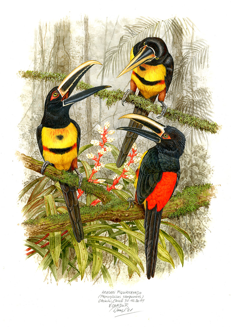 Arassari obojkov&yacute; (Pteroglossus torquatus sanguineus), Choco (rezervace Otokiki), Ekv&aacute;dor 2011 (60x42 cm)