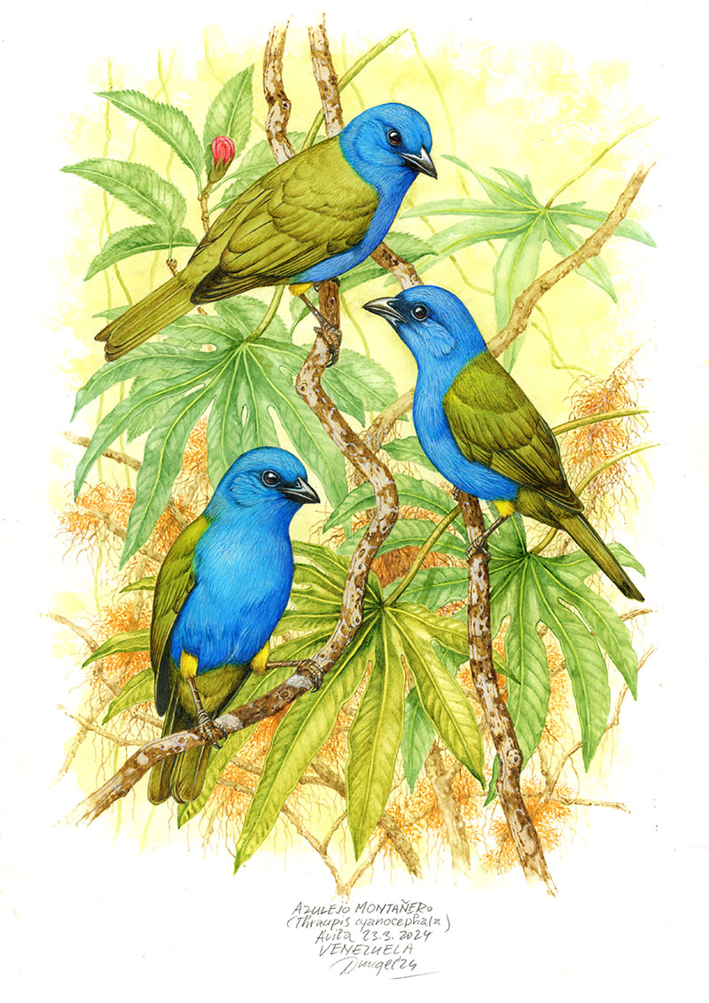 Tangara modrok&aacute;p&aacute; (Thraupis cyanocephla), Avila (Cordillera de la Costa), Venezuela 2024