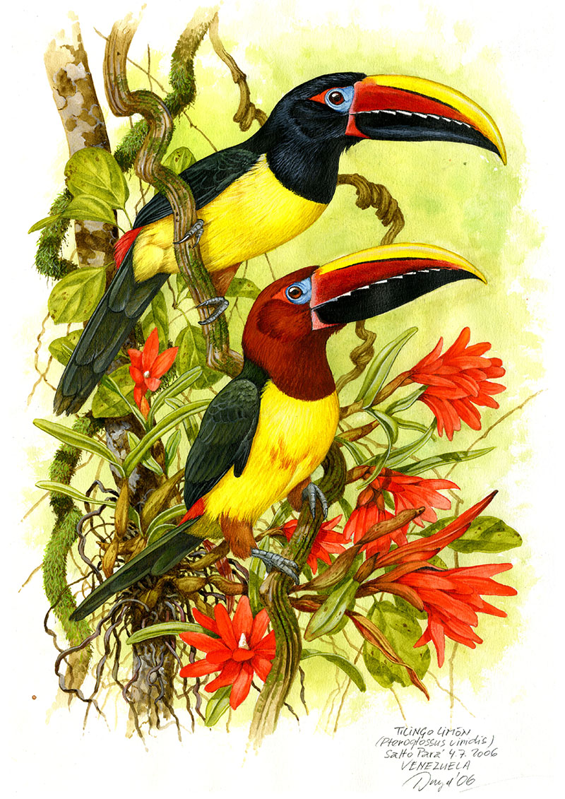 Arassari zelený (Pteroglossus viridis), Salto Pará (Amazonie), Venezuela 2006 (prodáno).