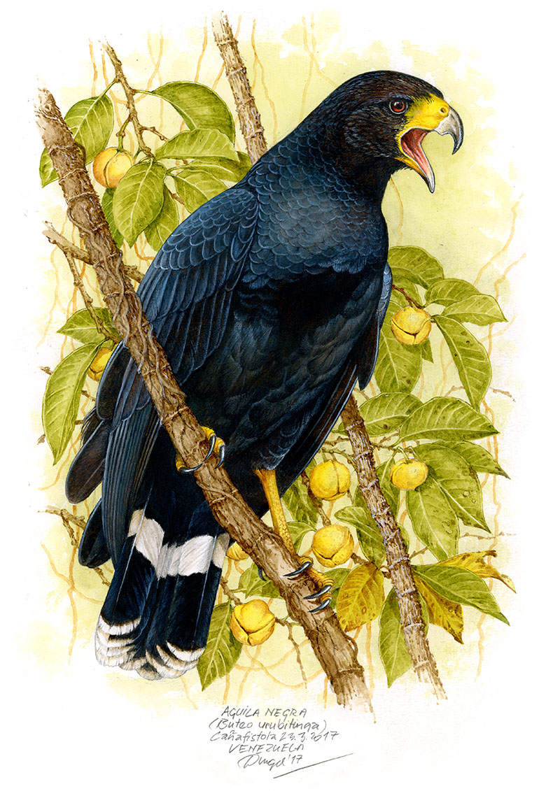K&aacute;ně velk&aacute; (Buteogallus urubitinga) Llanos, Venezuela 2017