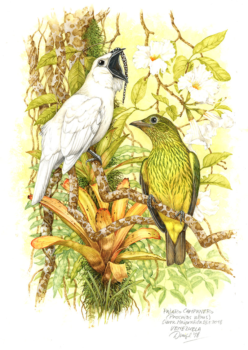 Zvonovec b&iacute;l&yacute; (Procnias albus), Rio Tabaro (Amazonie), Venezuela 2015