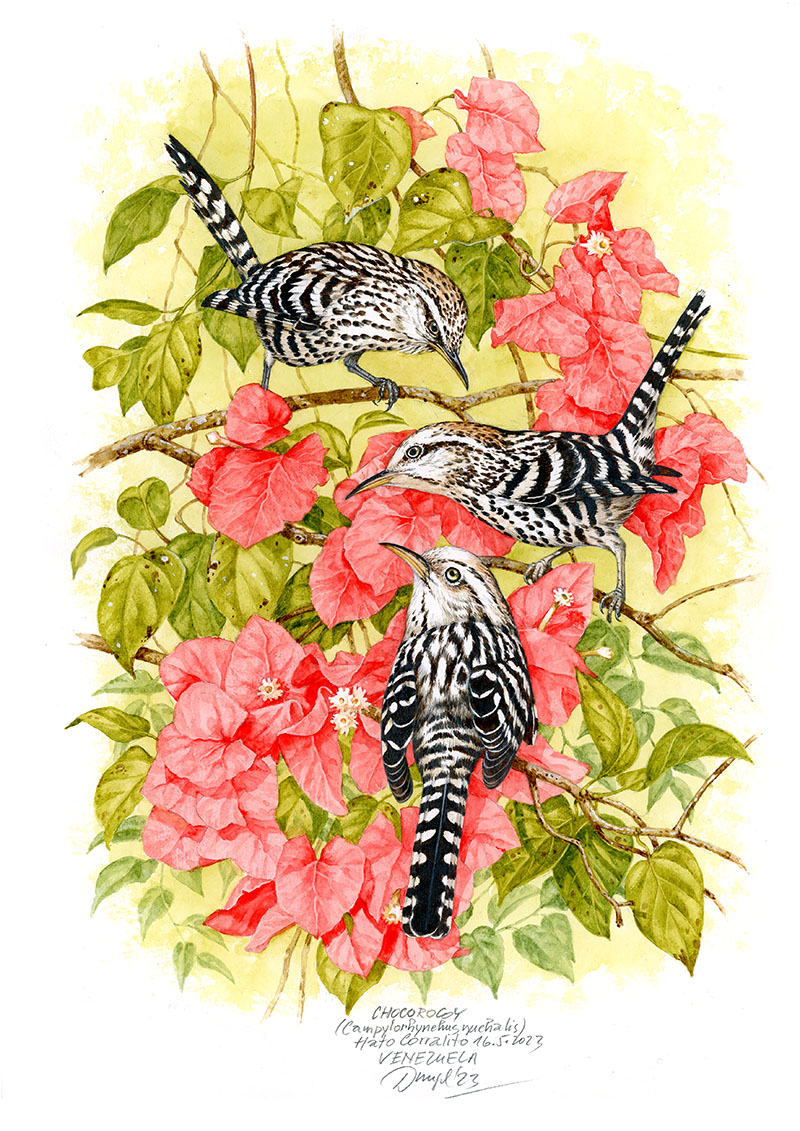 Stř&iacute;zl&iacute;k venezuelsk&yacute; (Campylorhynchus nuchalis), Llanos (Corralito), Venezuela 23