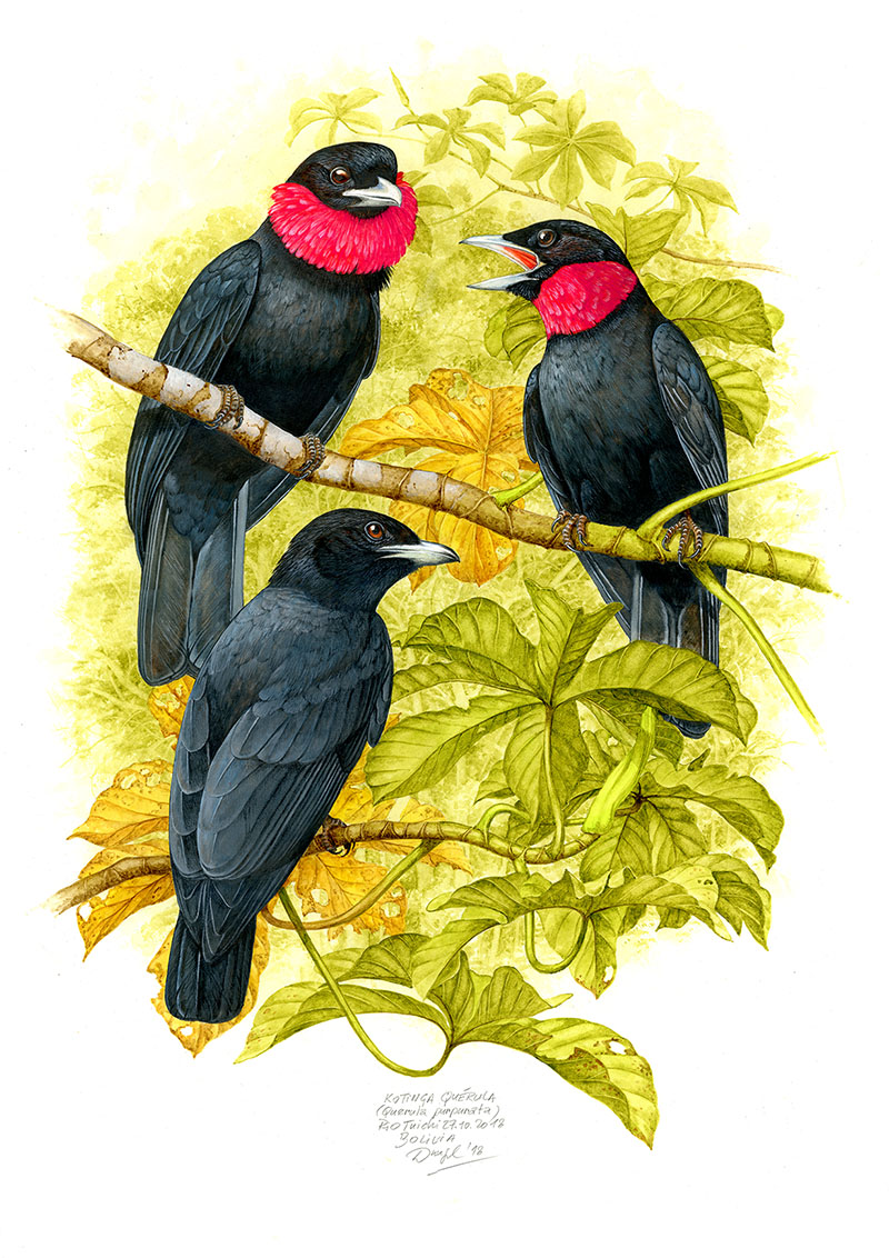 Kotinga purpurovohrdl&aacute; (Querula purpurata), Rio Tuichi (Amazonie), Bol&iacute;vie 2018