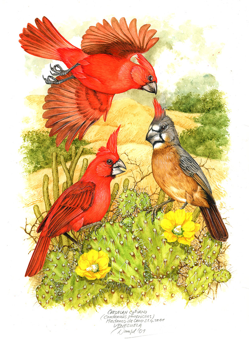Kardin&aacute;l ohniv&yacute; (Cardinalis phoenicius), Medanos de Coro, Venezuela 2001