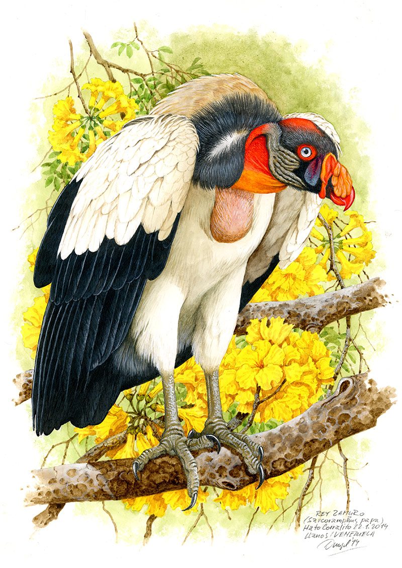 Kondor kr&aacute;lovsk&yacute; (Sarcoramphus papa), Llanos, Venezuela 2014 (prod&aacute;no).