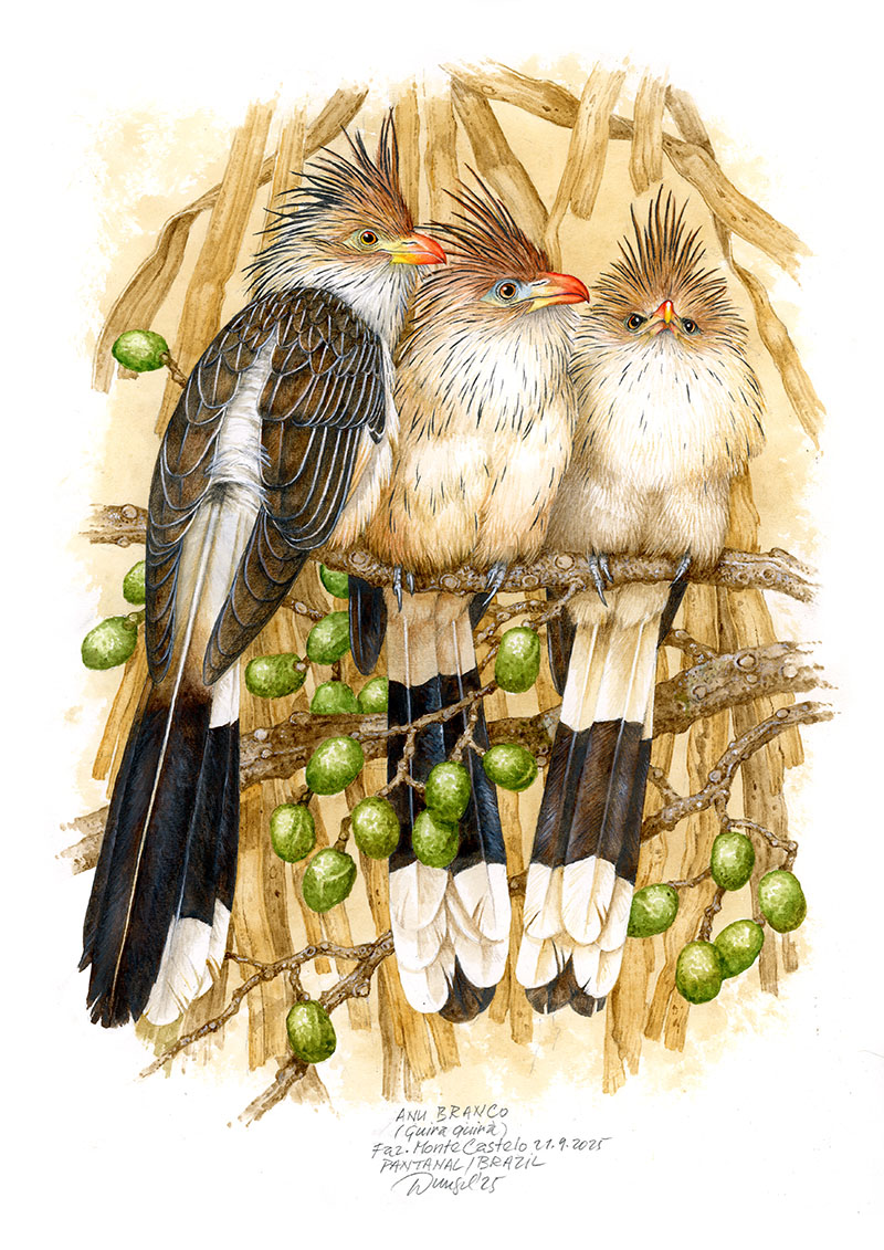 Kukačka guira (Guira guira), Pantanal (faz. Monte Castelo), Braz&iacute;lie 2025