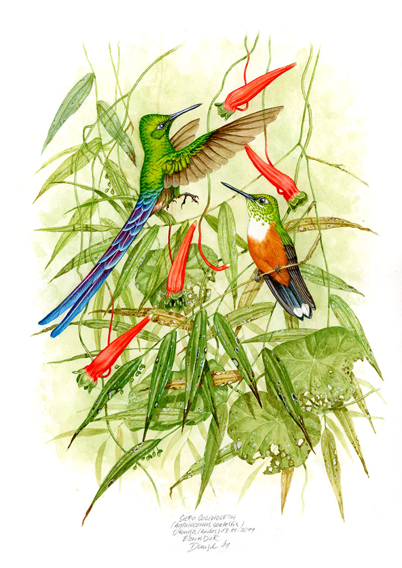 Kolibřík tatama a inka hnědý (Aglaiocercus coelestis, Coeligena wilsoni), Západní Andy, Ekvádor 2011.