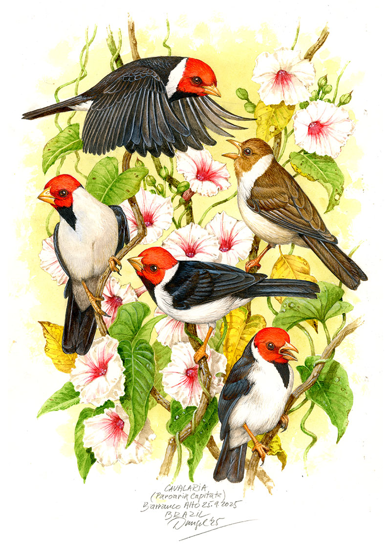 Kardin&aacute;l černohřbet&yacute; (Paroaria capitata), Pantanal (faz. Barranco Alto), Braz&iacute;lie 2025