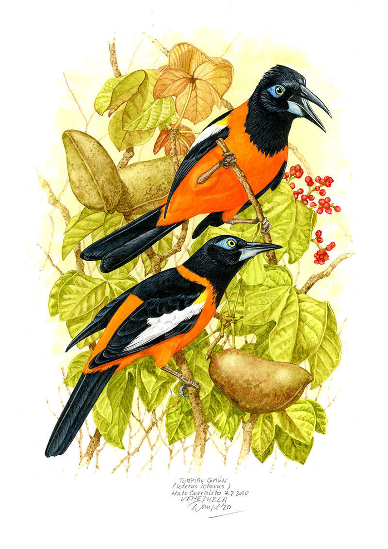 Trupi&aacute;l žlutook&yacute; (Icterus icterus), Llanos (Hato Corralito), Venezuela, 2020