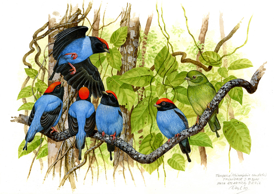 Blue manakin (Chiroxiphia caudata), Mata Atlantica, Brazil 2010.