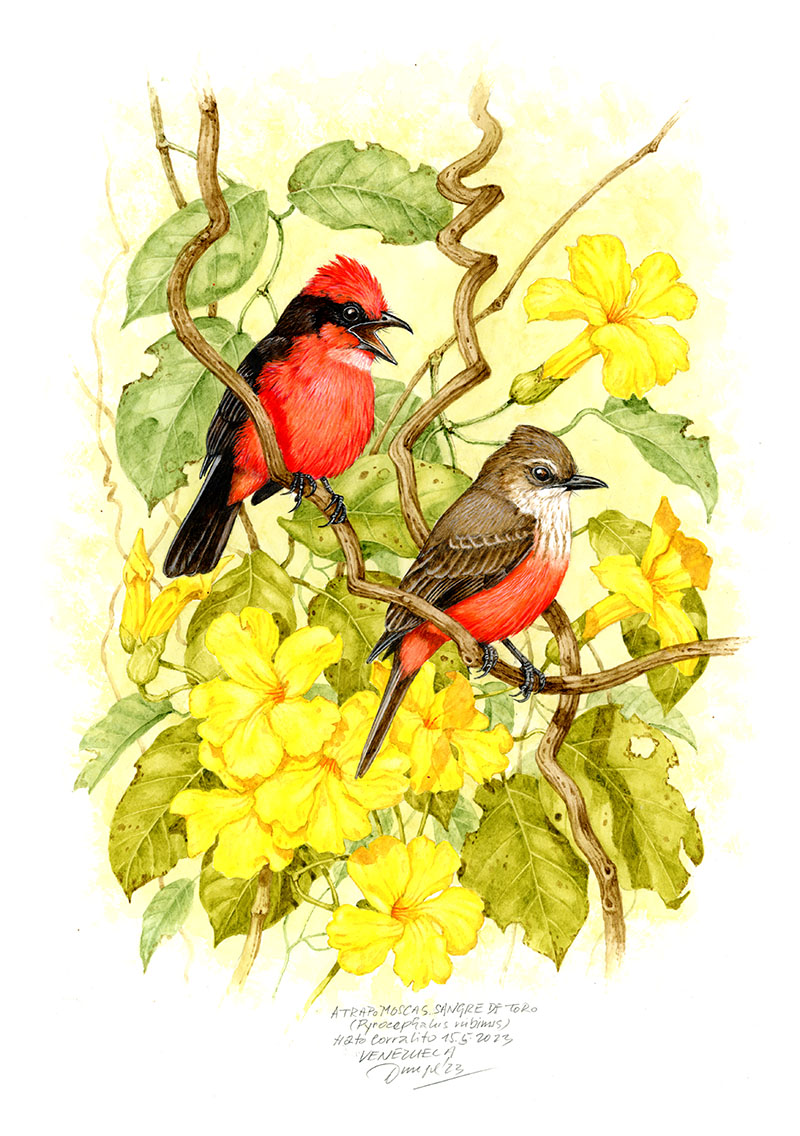 Tyranovec rub&iacute;nov&yacute; (Pyrocephalus rubinus), Llanos (Hato Corralito), Venezuela 2023