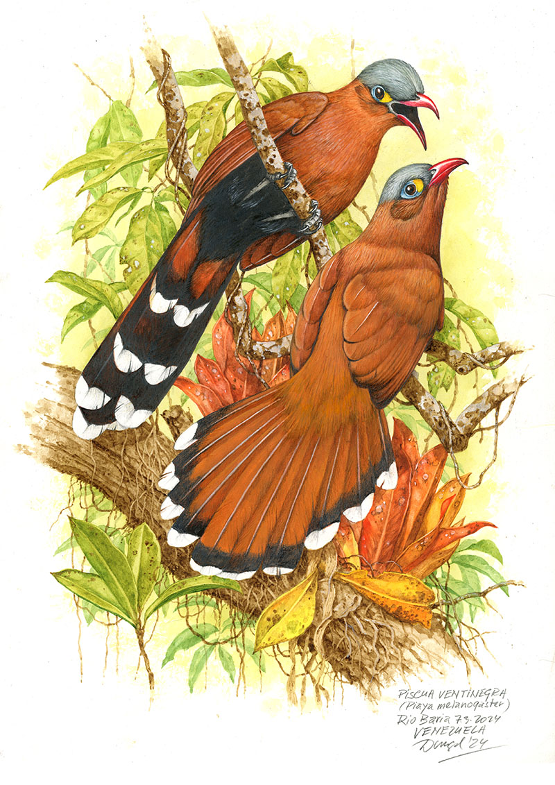 Kukačka (Piaya melanogaster), Rio Baria, Amazonie, Venezuela 2024