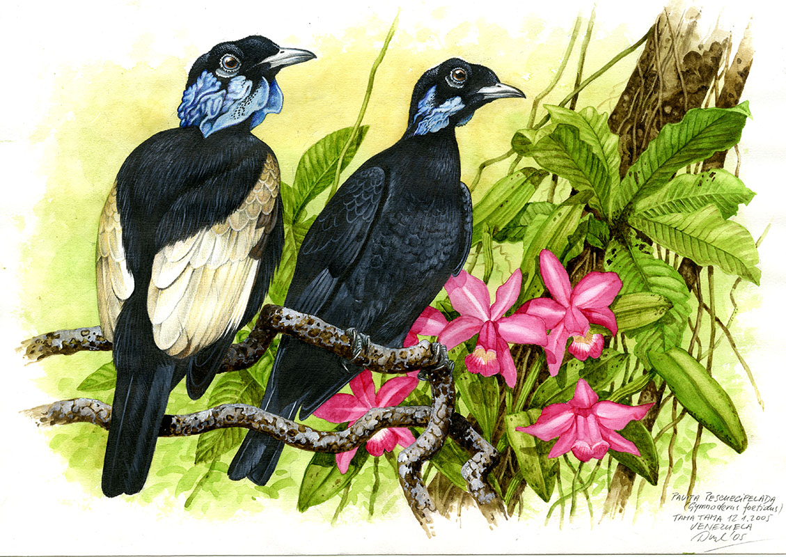 Bare-necked fruitcrow (Gymnoderus foetidus), Orinoco (Tama Tama, Amazonie), Venezuela 2005.