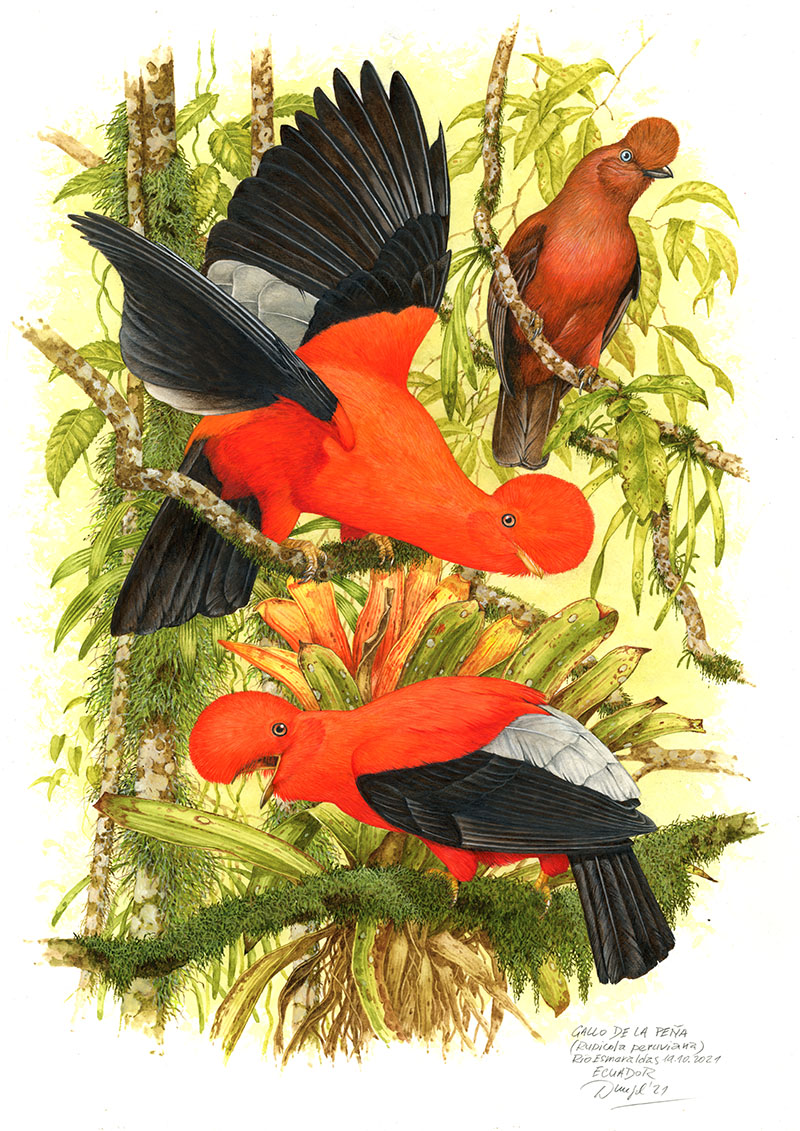 Skalň&aacute;k peru&aacute;nsk&yacute; (Rupicola peruvianus), Mindo (Z&aacute;padn&iacute; Andy), Ekv&aacute;dor 2021 (60x42 cm, prod&aacute;no)