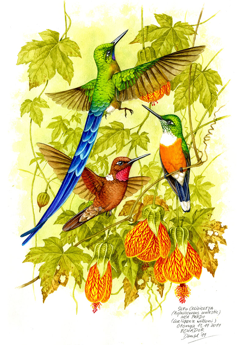 Kolibřík tatama a inka hnědý (Aglaiocercus coelestis, Coeligena wilsoni), Západní Andy, Ekvádor 2011 (prodáno).