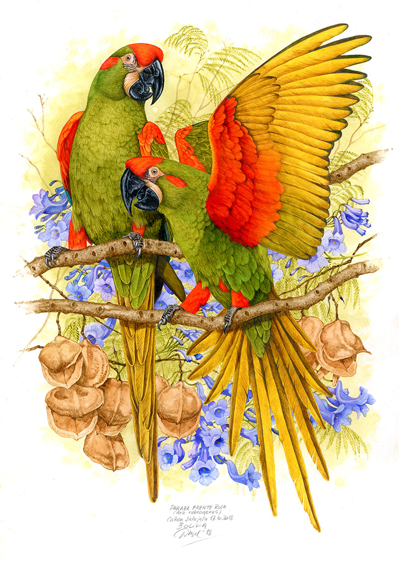 Ara červenouch&yacute; (Ara rubrogenys), Jalajala (Andy), Bol&iacute;vie 2018
(60 x42 cm)