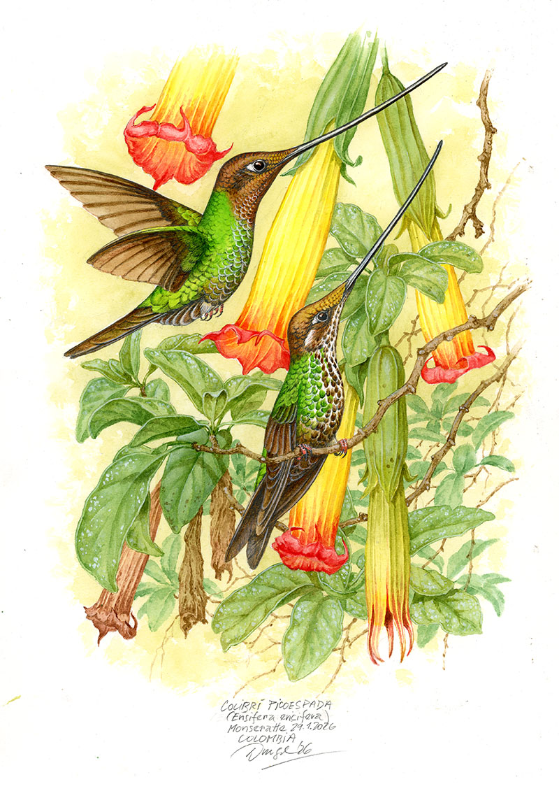 Kolibř&iacute;k mečozobec&nbsp;(Ensifera ensifera), Andy (Bogota, Monseratte), Kolumbie 2026