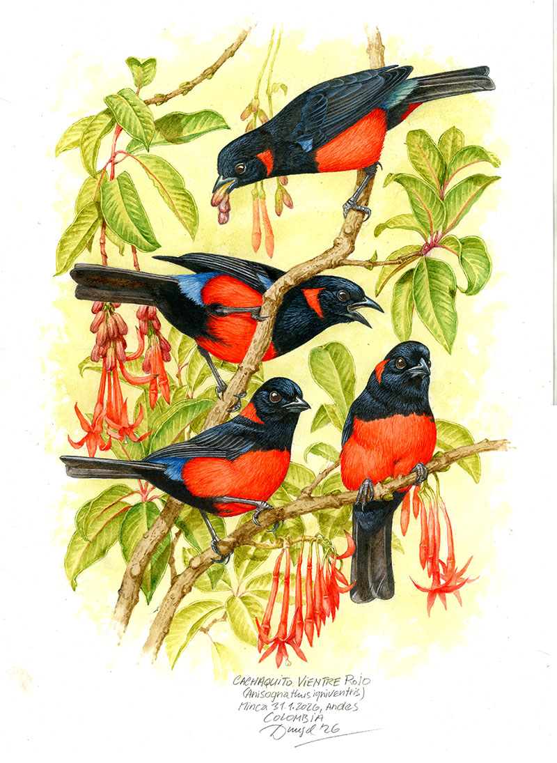 Tangara červenobřich&aacute; (Anisoghantus igniventris), Minca (Andy) Kolumbie&nbsp;2026