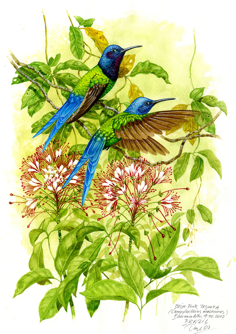 Kolibřík vlaštovčí (Campylopterus macrourus), Pantanal, Brazílie 2008 (prodáno).