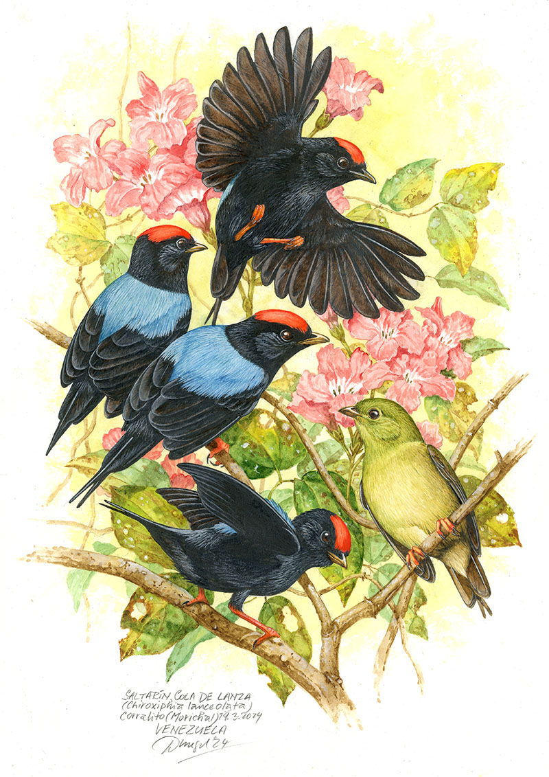 Pipulka kopinat&aacute; (Chiroxiphia lanceolata), Llanos (Corralito),&nbsp;Venezuela 2024
&nbsp;