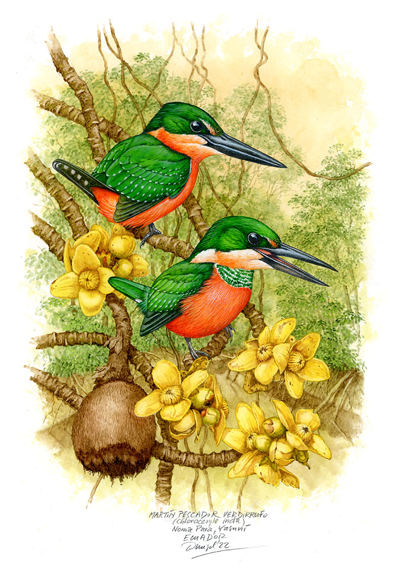 Rybař&iacute;k dvoubarv&yacute; (Chloroceryle inda),&nbsp;Rio Baria, Venezuela&nbsp;2024