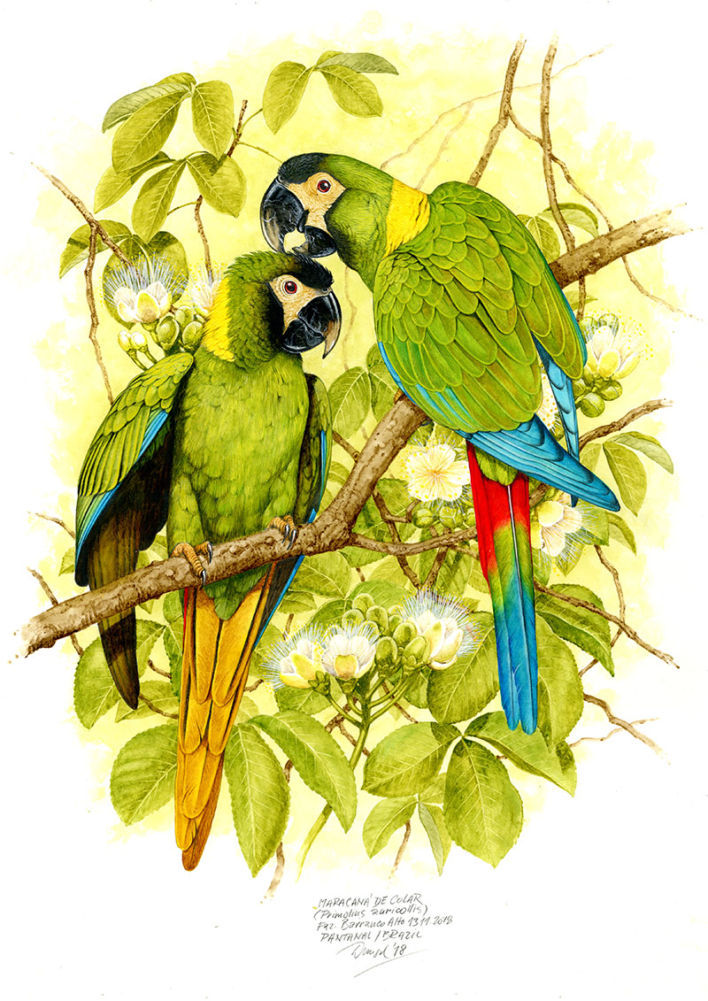 Ara žlutokrk&yacute; (Primolius auricollis), Pantanal (Faz. Barranco Alto), Braz&iacute;lie 2018 (60 x42 cm)
