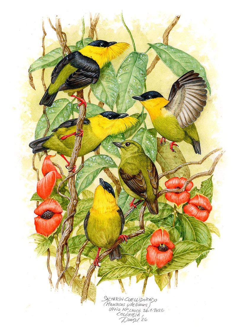 Pipulka zlatokrk&aacute; (Manacus vitellinus), NP Utria, Choc&oacute;, Kolumbie 2026