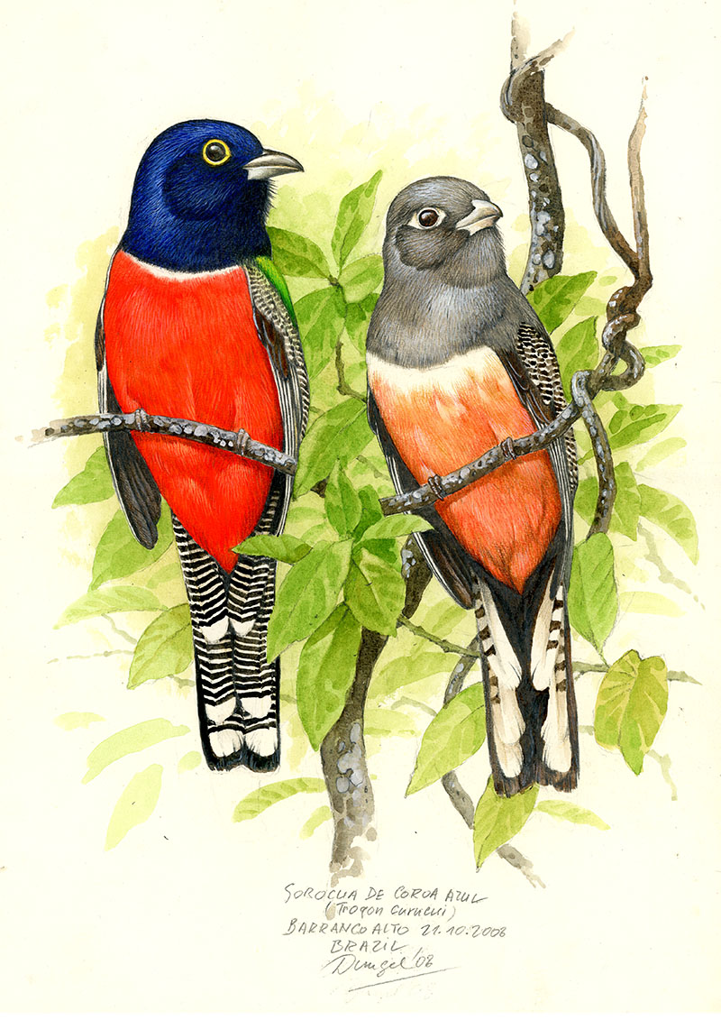 Trogon modrotemenn&yacute; (Trogon curucui), Pantanal (faz. Barranco Alto), Braz&iacute;lie 2008