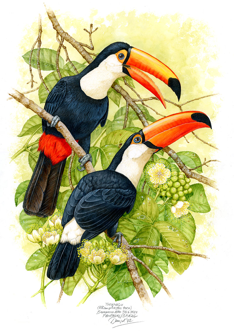 Tukan obrovsk&yacute; (Ramphastos toco), Pantanal (Faz. Barranco Alto), Braz&iacute;lie 2022 (60x42 cm)