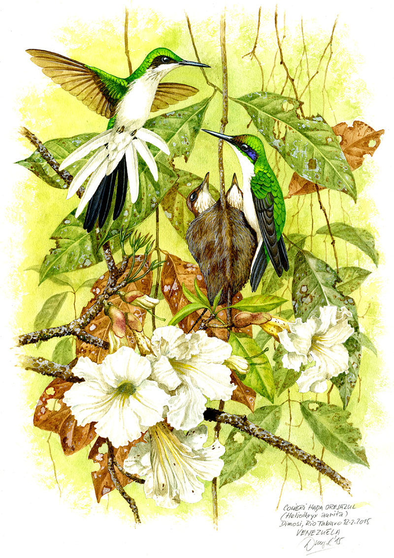 Kolibřík zlatovlasý (Heliothryx aurita), Rio Tabaro (Amzonie), Venezuela 2015 (prodáno).