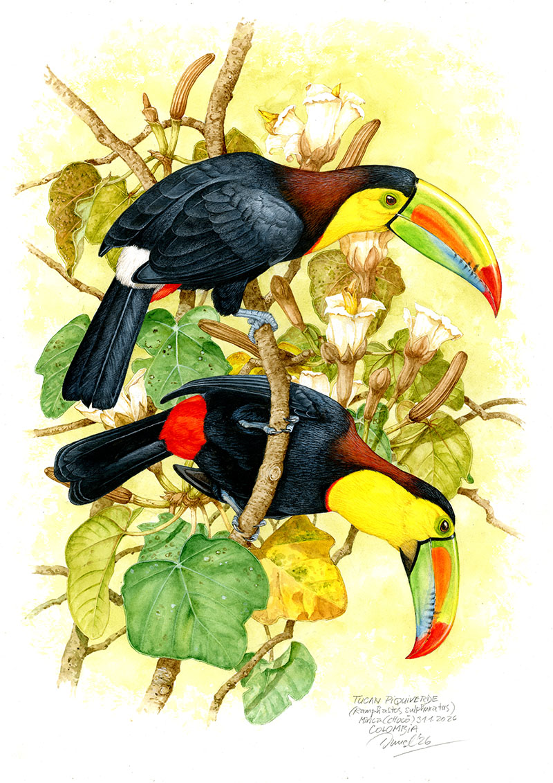 Tukan kr&aacute;tkozob&yacute; (Ramphastos sulfuratus), Minca (Choc&oacute;), Kolumbie 2026 (60x 42 cm)