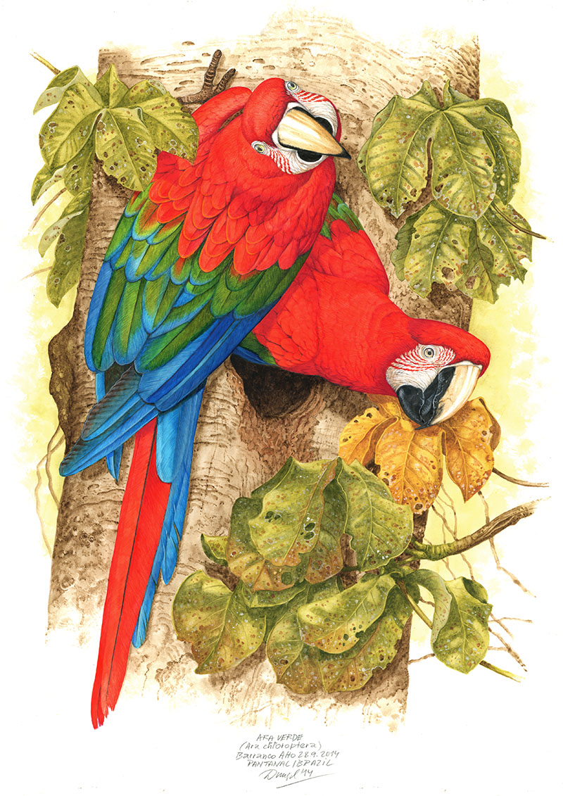 Ara zelenokř&iacute;dl&yacute; (Ara chloroptera), Pantanal (Faz. Barranco Alto), Braz&iacute;lie 2014 (60 x42 cm)