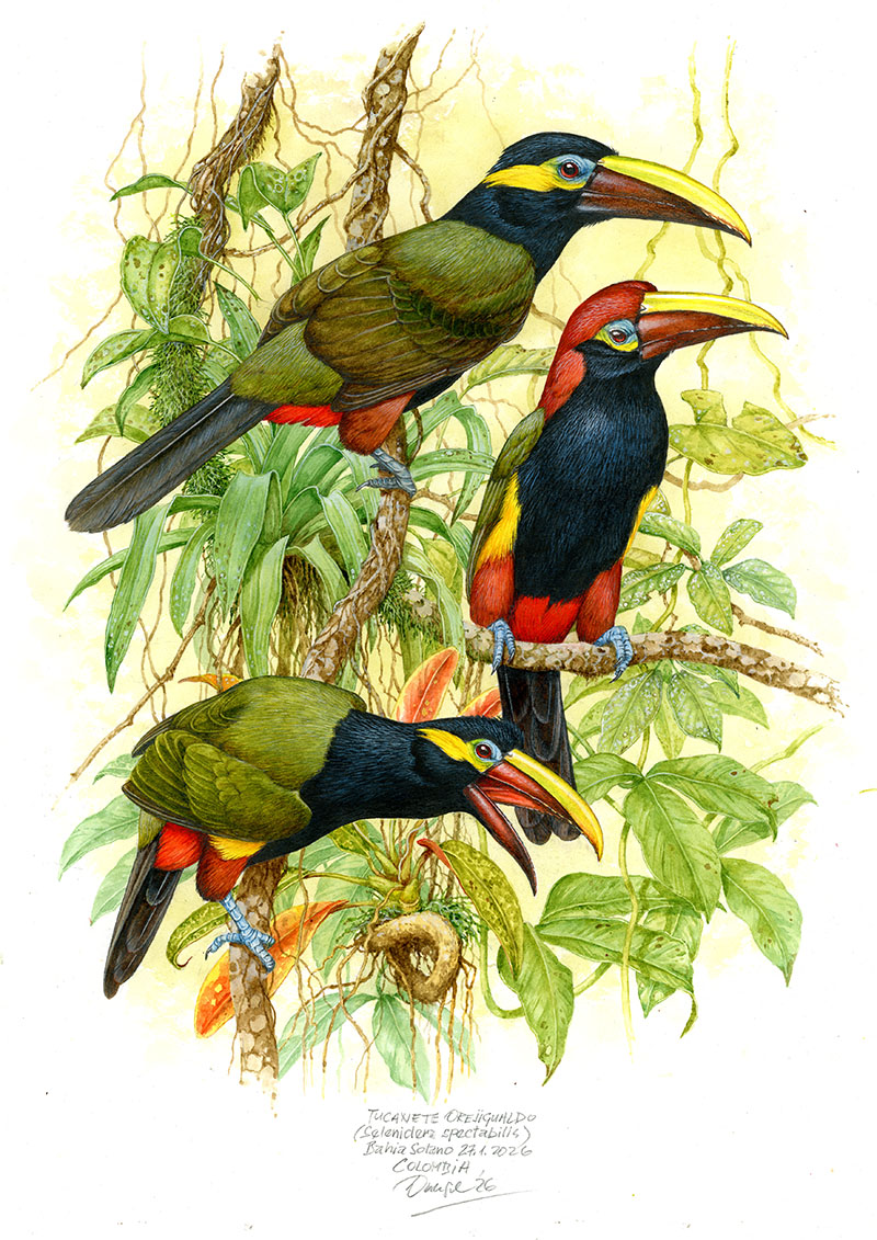 Arassari žlutouch&yacute;&nbsp;(Selenidera spectabilis), Bahia Solano (Choc&oacute;), Kolumbie 2026 (60x42 cm)