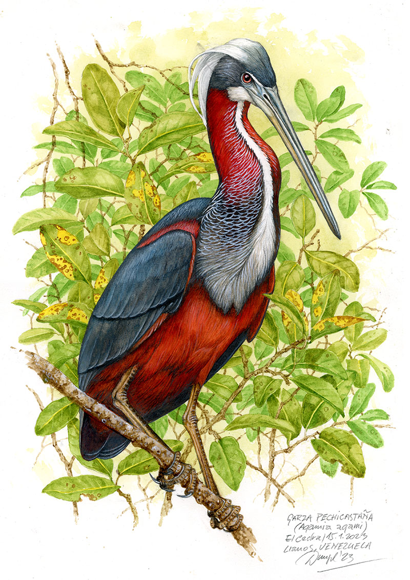 Volavka&nbsp;agami (Agamia agami), Llanos, Venezuela 2023