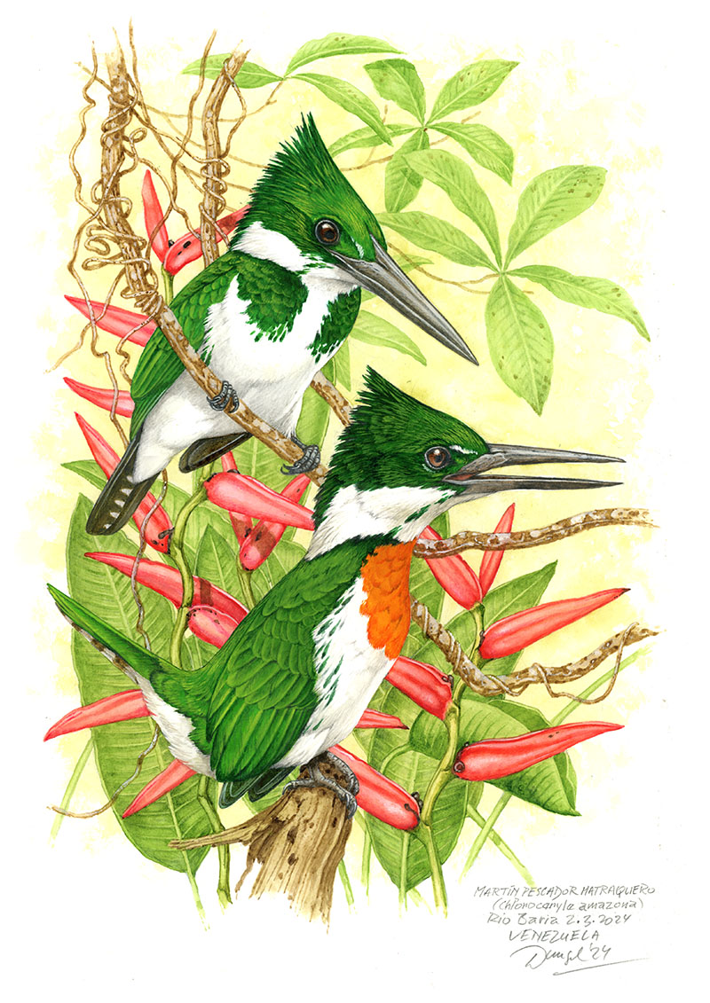 Rybař&iacute;k amazonsk&yacute; (Chloroceryle amazona),&nbsp;Rio Baria (Amazonie), Venezuela 2024
