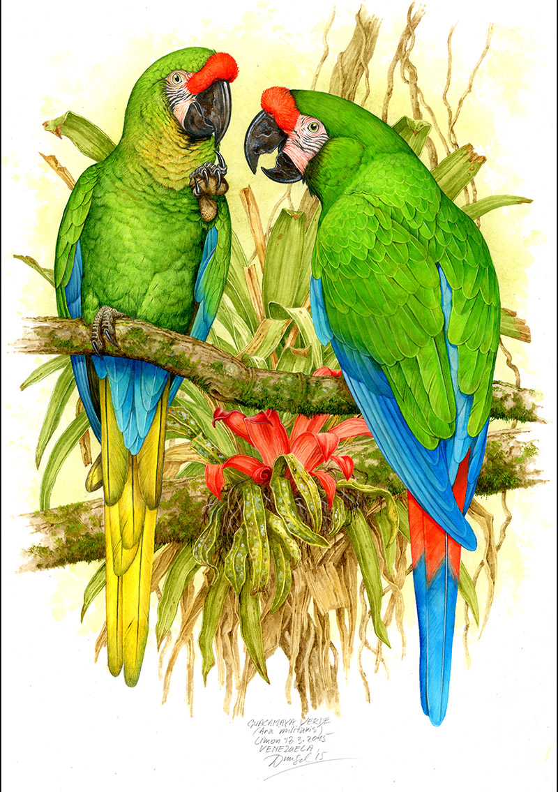 Ara vojensk&yacute; (Ara militaris), Limon (NP Henri Pittier, Cordillera de la Costa), Venezuela 2015 (60x42 cm)